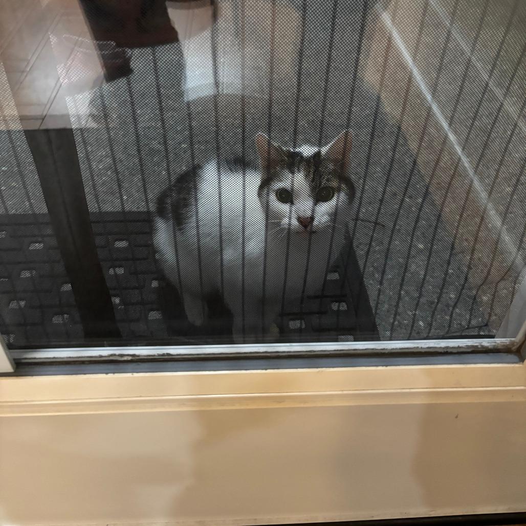 Working Cat Alpine Skiing, Adoptable, Senior Male Domestic Short Hair.