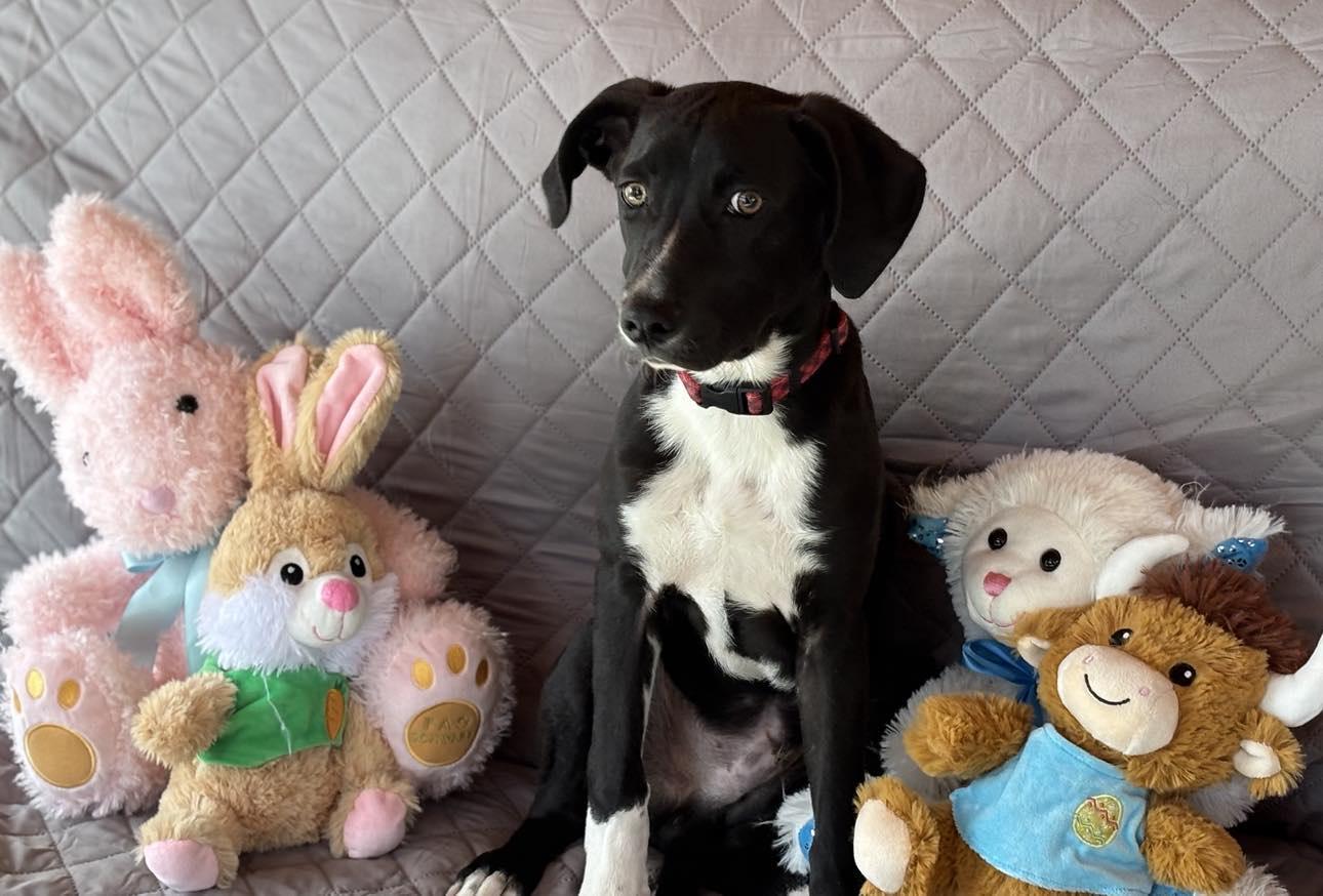 Jackson, Adoptable, Puppy Male Black Labrador Retriever & Hound.