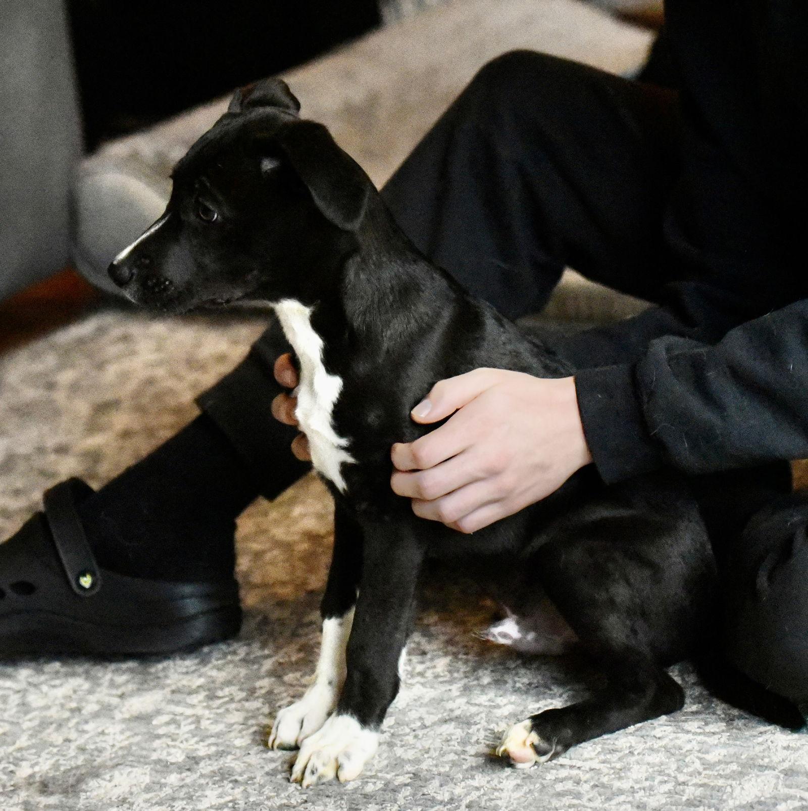 Enlarge Jackson, a Adoptable mixed breed in Mechanicsburg, PA image 2/3