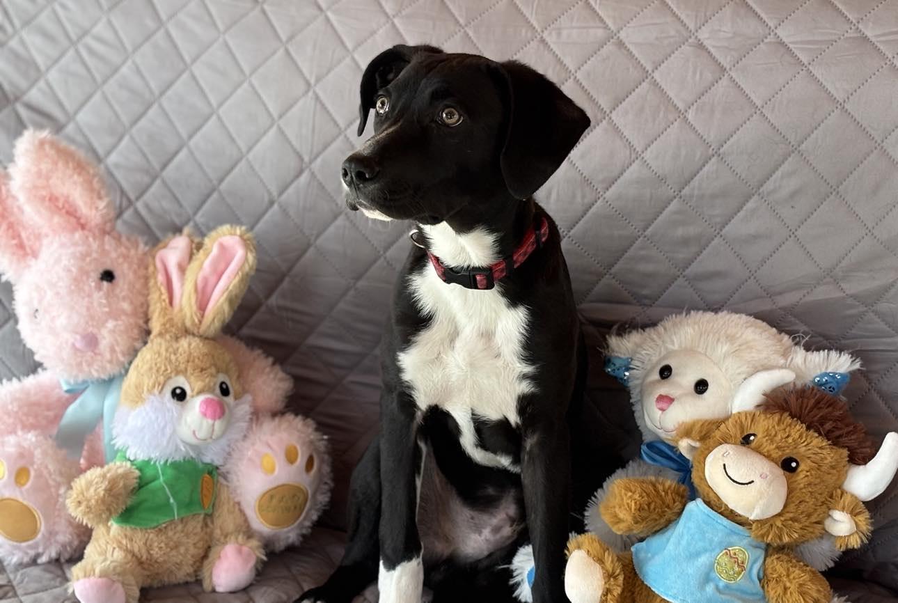 Enlarge Jackson, a Adoptable mixed breed in Mechanicsburg, PA image 3/3