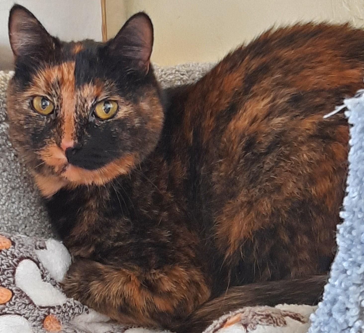 SMOKE & DULCE - Bonded Pair, Adoptable, Adult Female Tortoiseshell.