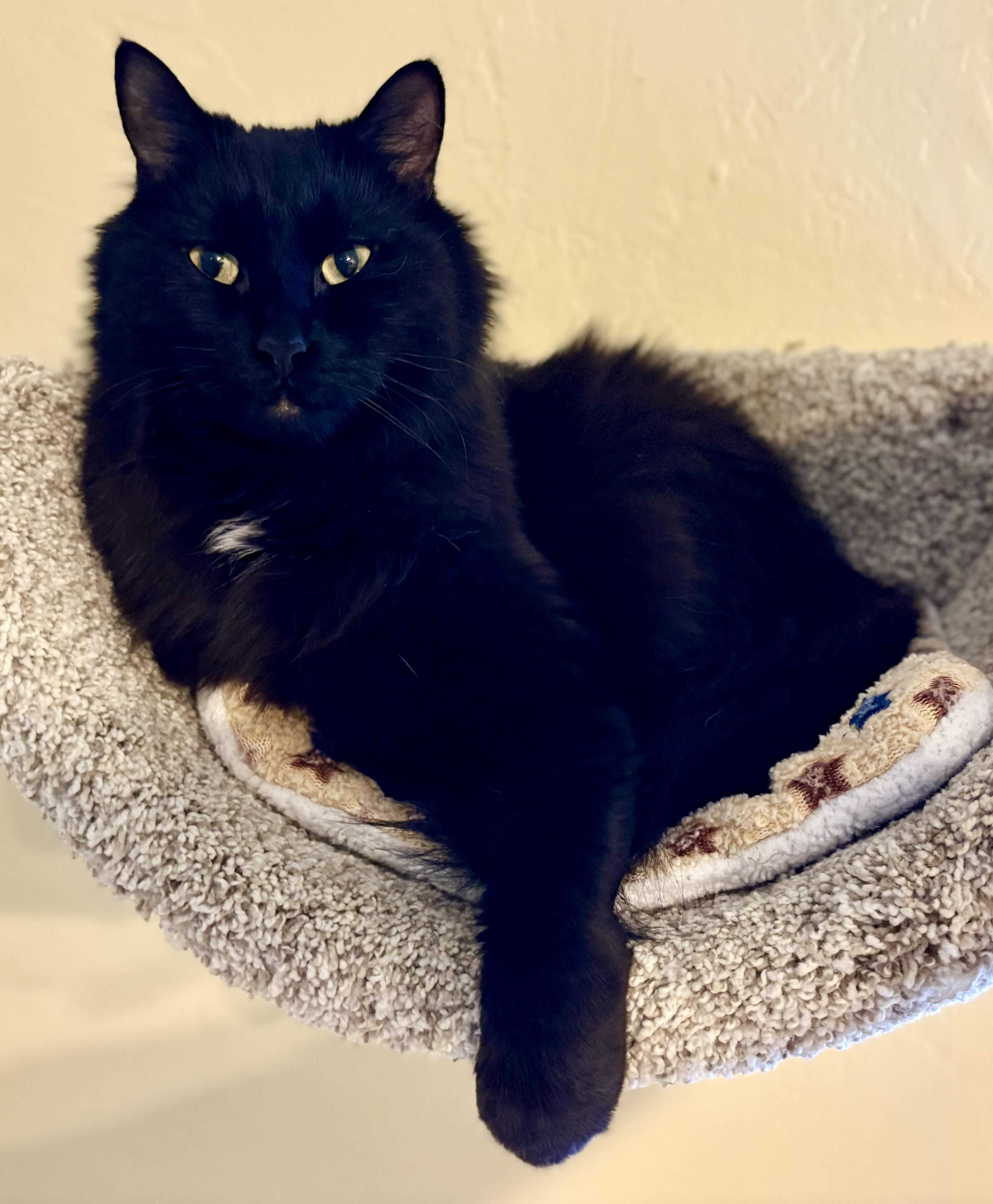 SMOKE & DULCE - Bonded Pair, a Adoptable Tortoiseshell in Prescott, AZ image 2/2