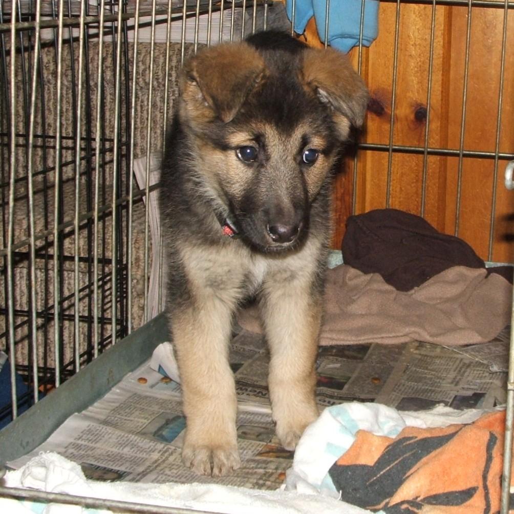 Natalie, a ADOPTABLE mixed breed in Maynardville, TN image 1/2