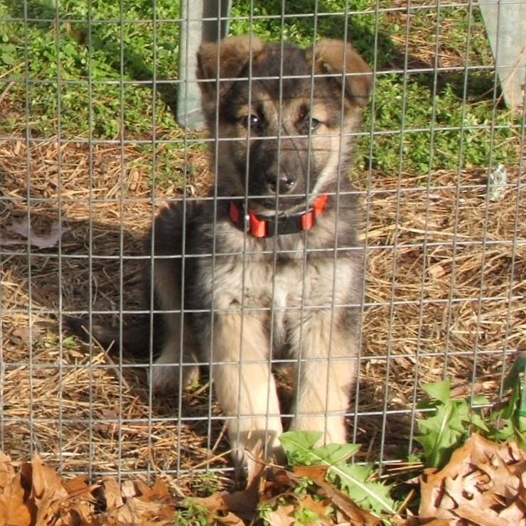 Natalie, a ADOPTABLE mixed breed in Maynardville, TN image 2/2