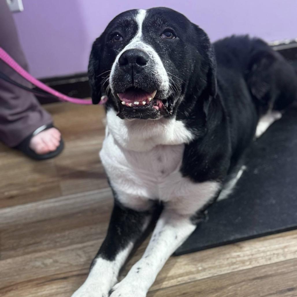 Enlarge Leia, a Adoptable mixed breed in Columbus, OH image 3/6
