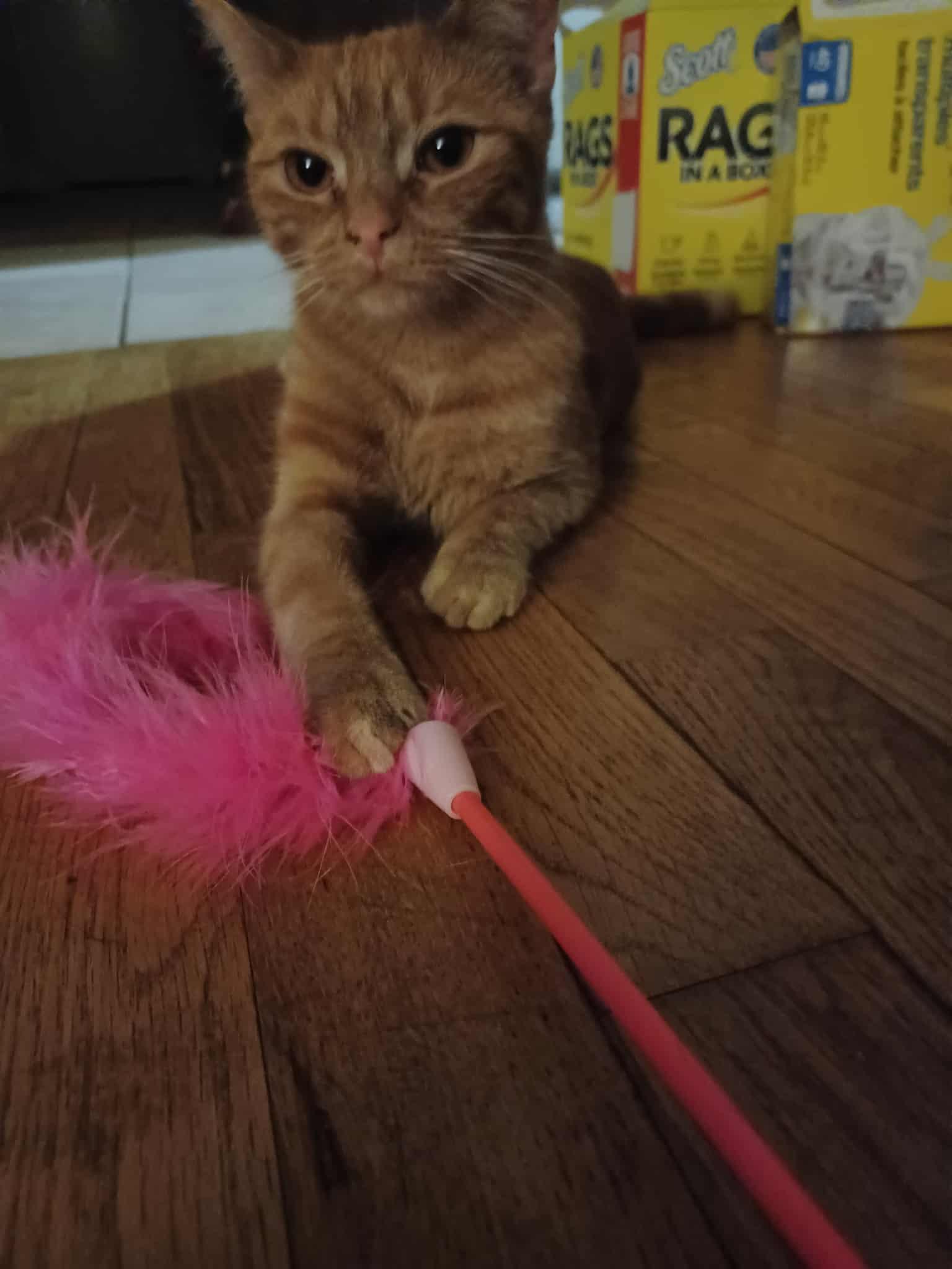 Anna (f) 1 yrs old  Red tabby marble tabby