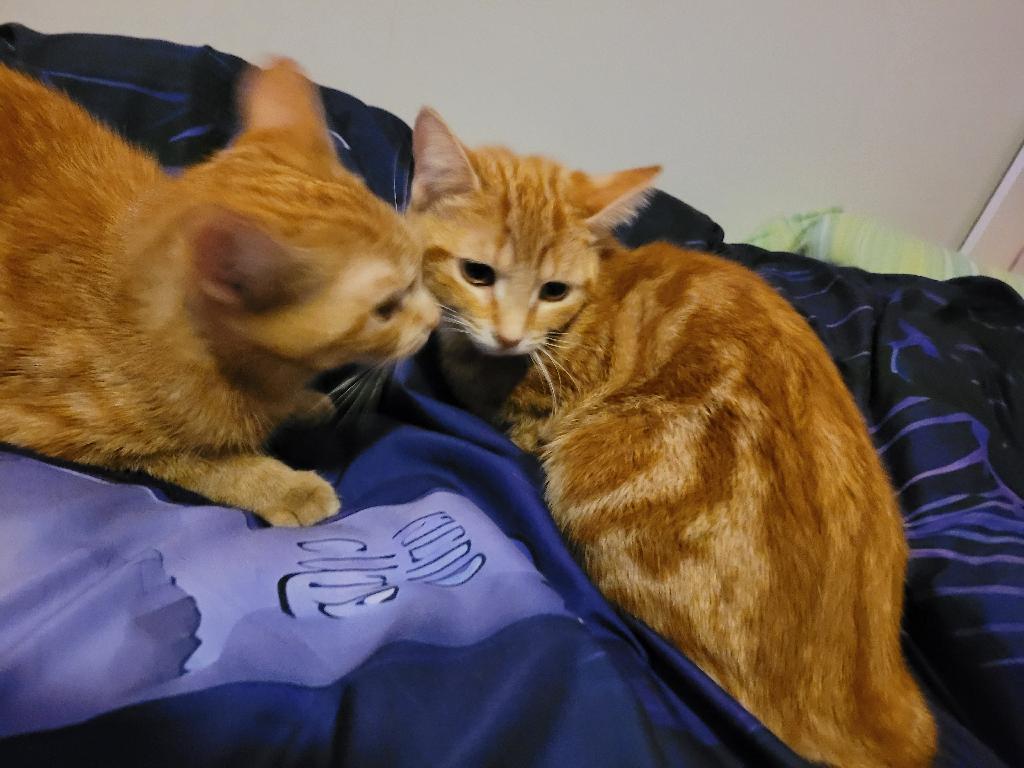 Anna (f) 1 yrs old  Red tabby marble tabby