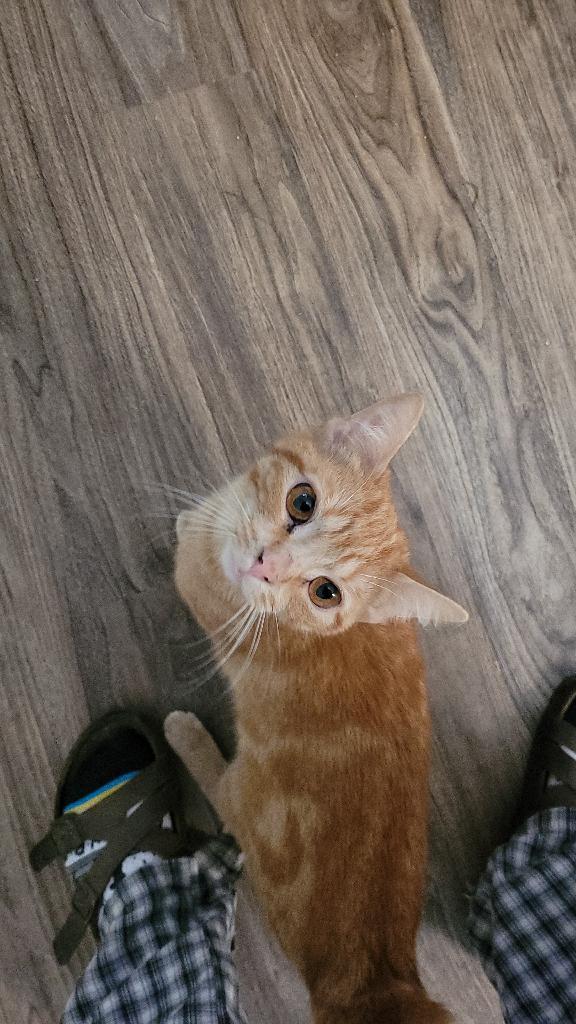 Anna (f) 1 yrs old  Red tabby marble tabby