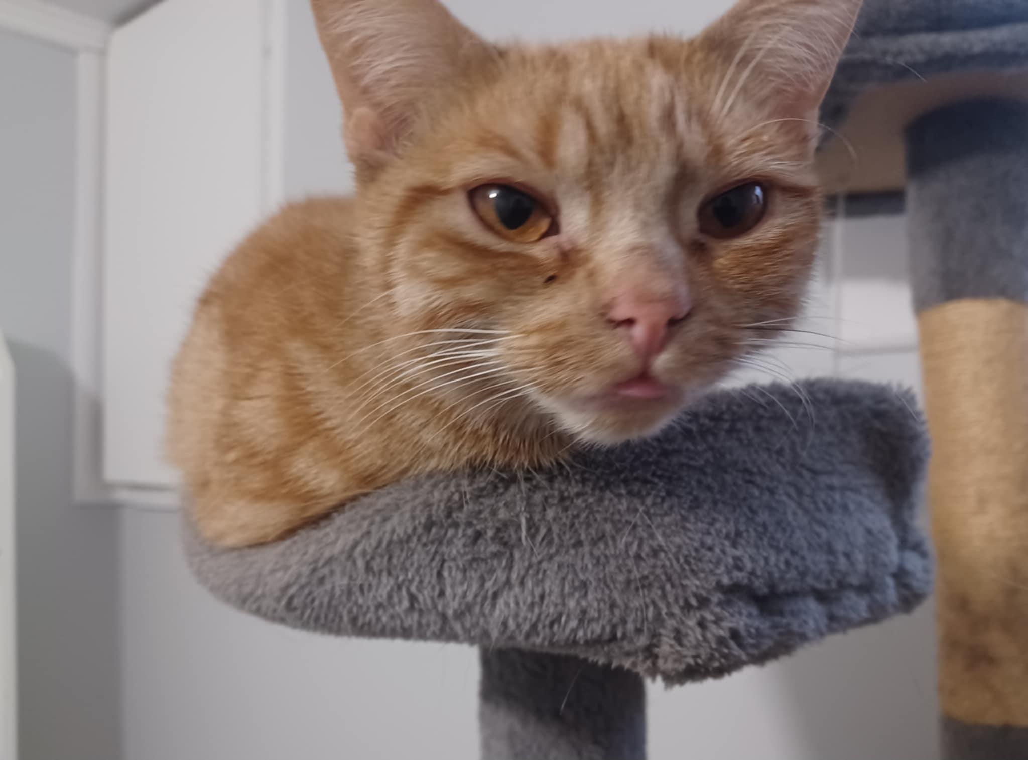 Anna (f) 1 yrs old  Red tabby marble tabby