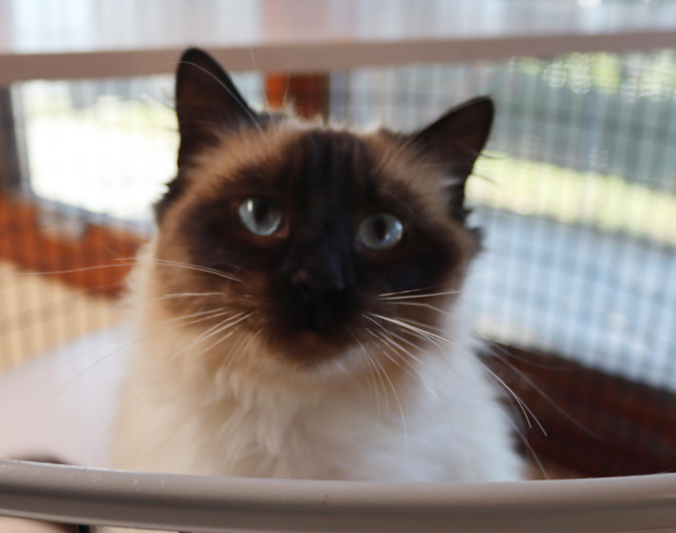 Enlarge Coco Chanel, an adopted Ragdoll in Vista, CA image 1/2