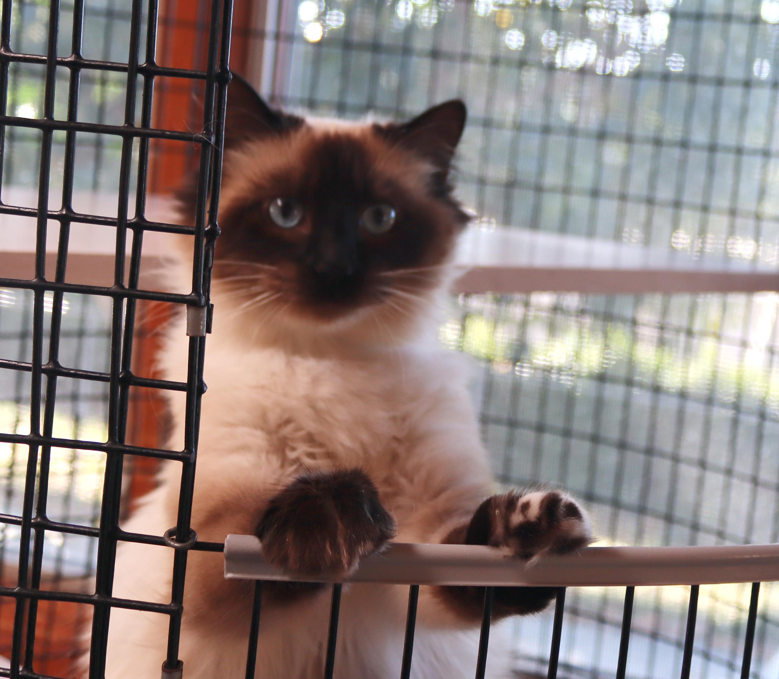 Enlarge Coco Chanel, an adopted Ragdoll in Vista, CA image 2/2