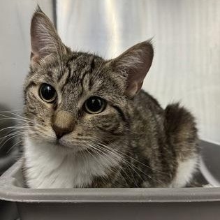 Seibar, ADOPTABLE, Adult Female Domestic Short Hair.