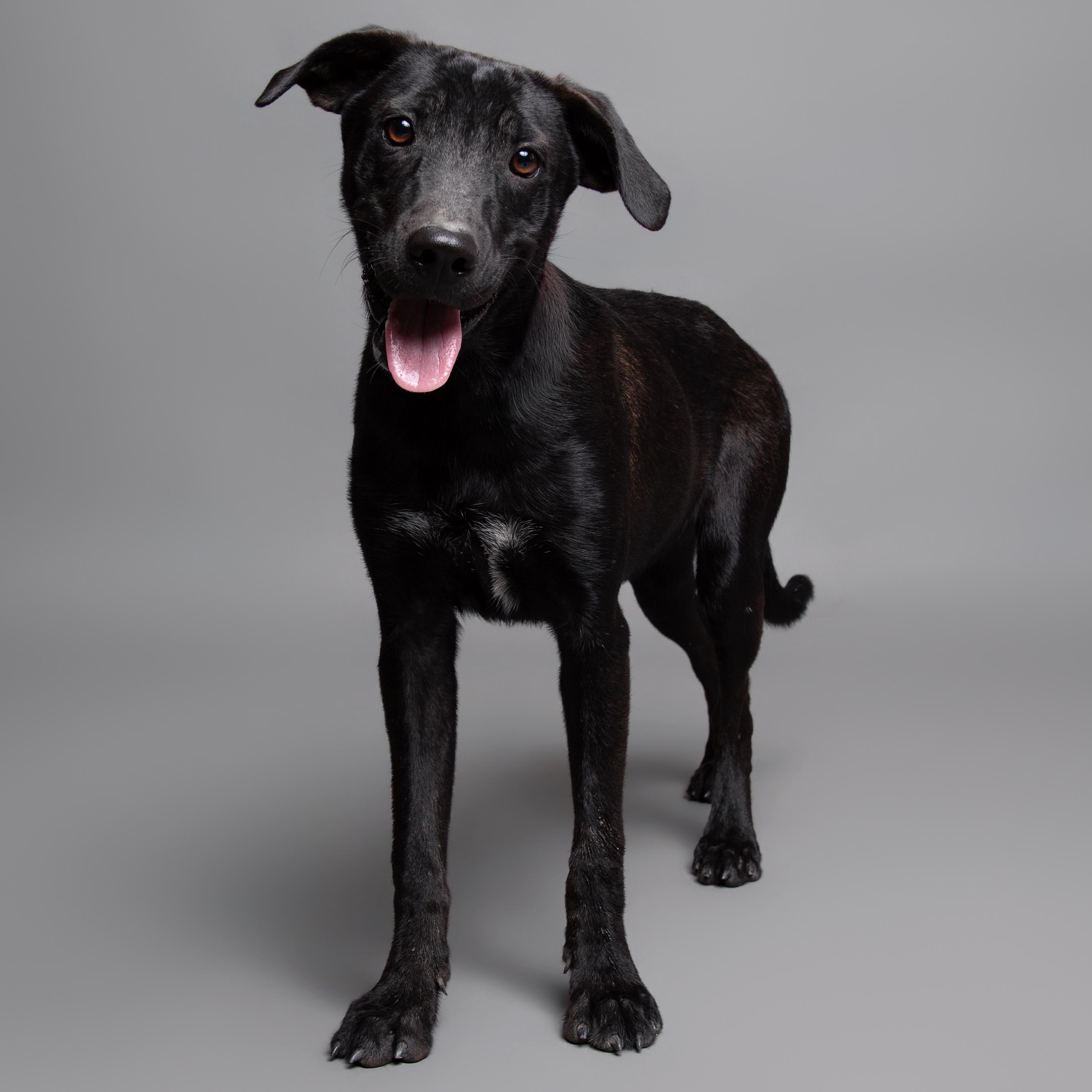 Stymie, adoptable, Young Male Black Labrador Retriever & Mixed Breed.