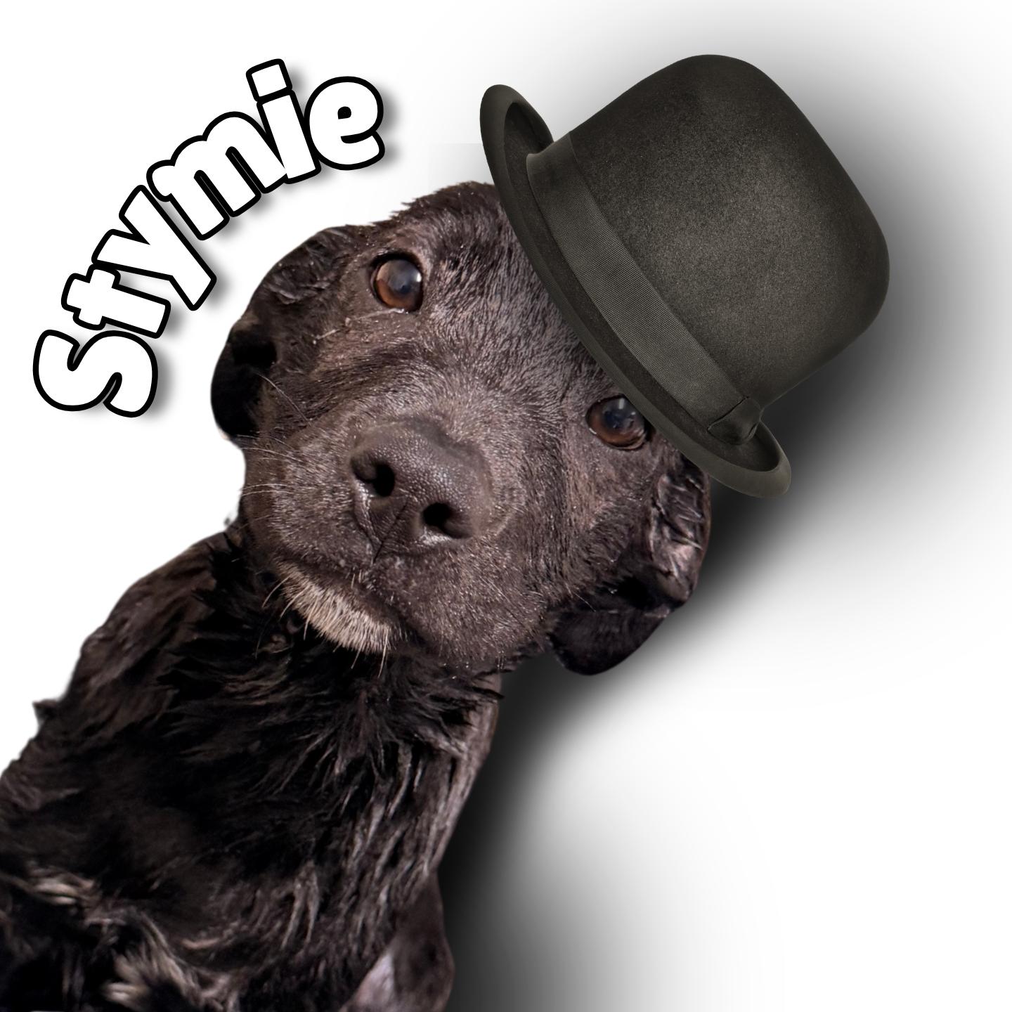 Stymie, adoptable, Young Male Black Labrador Retriever & Mixed Breed.