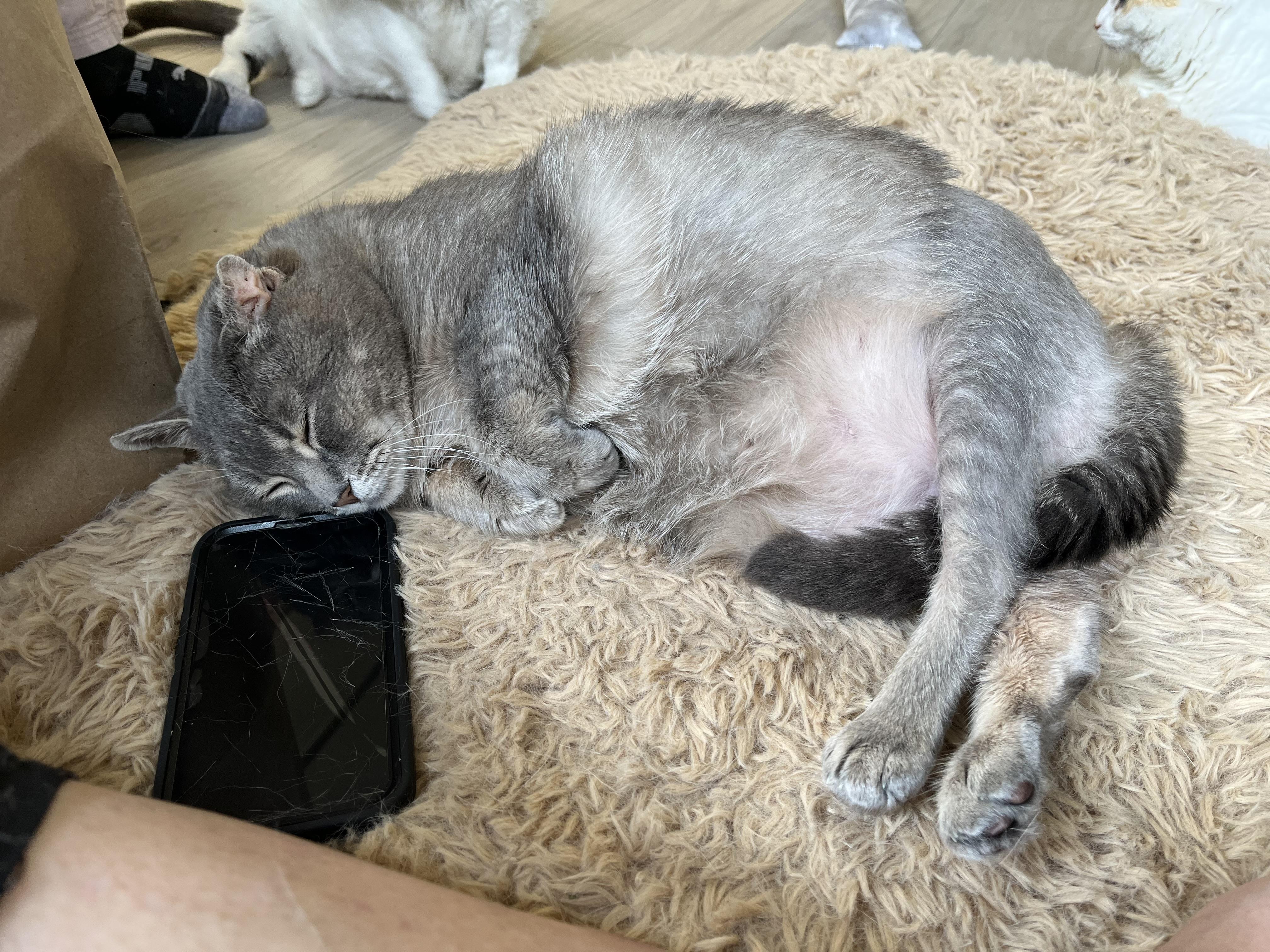 Pickle, a ADOPTABLE Domestic Short Hair in Ottawa, ON image 5/5