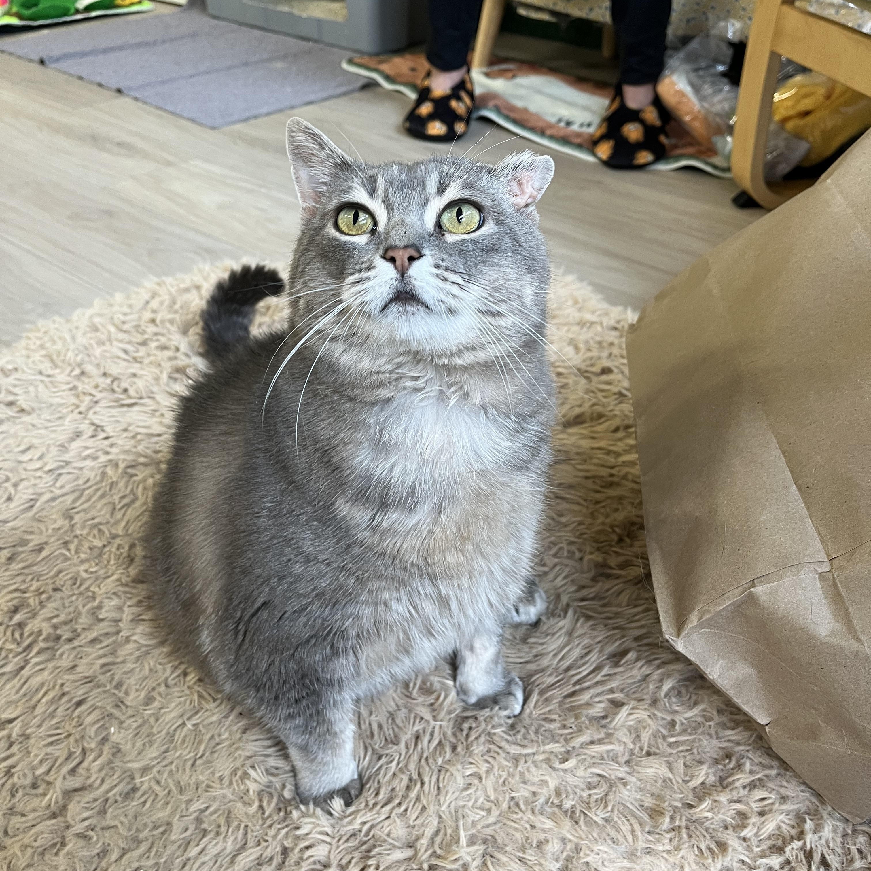 Pickle, a ADOPTABLE Domestic Short Hair in Ottawa, ON image 3/5