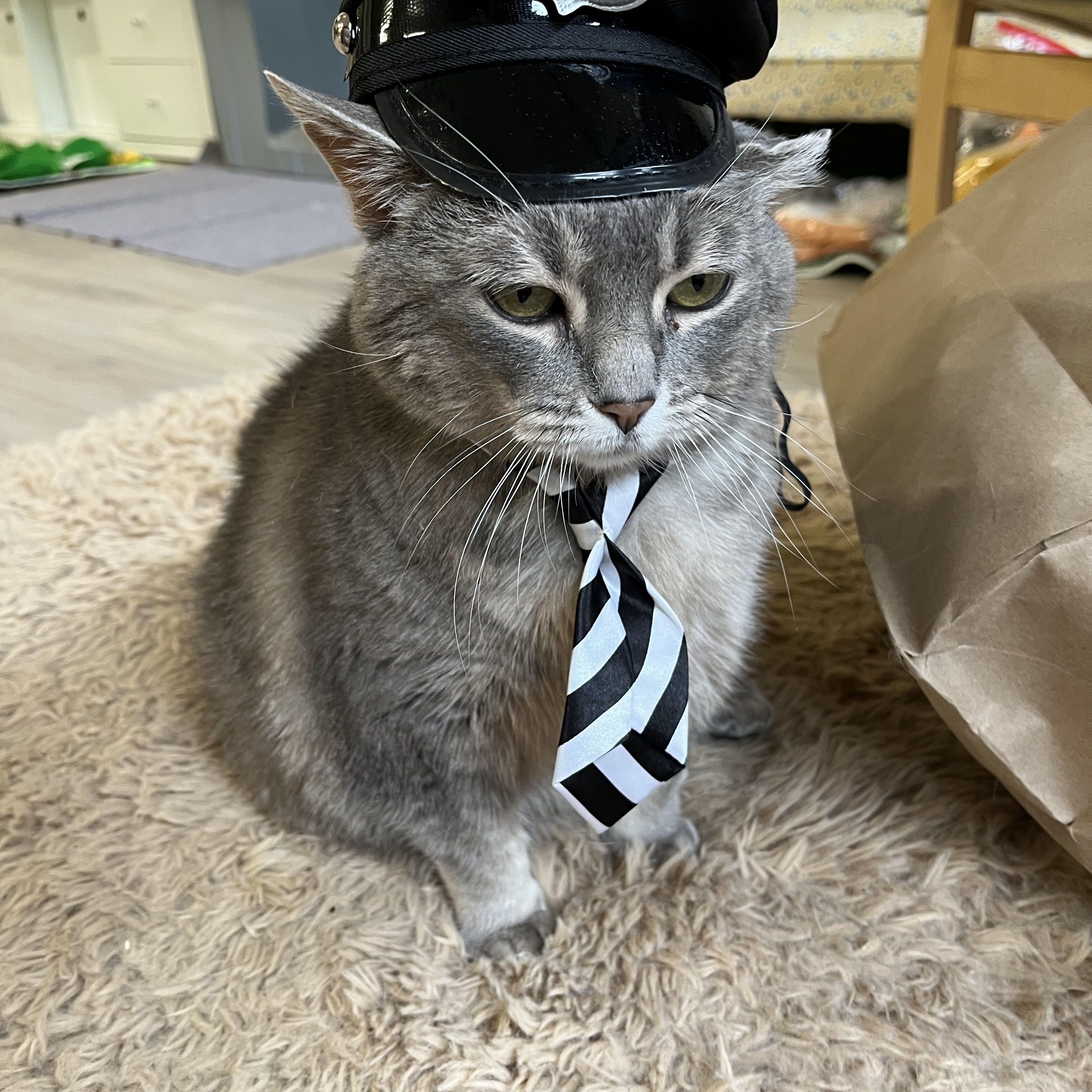 Pickle, a ADOPTABLE Domestic Short Hair in Ottawa, ON image 4/5