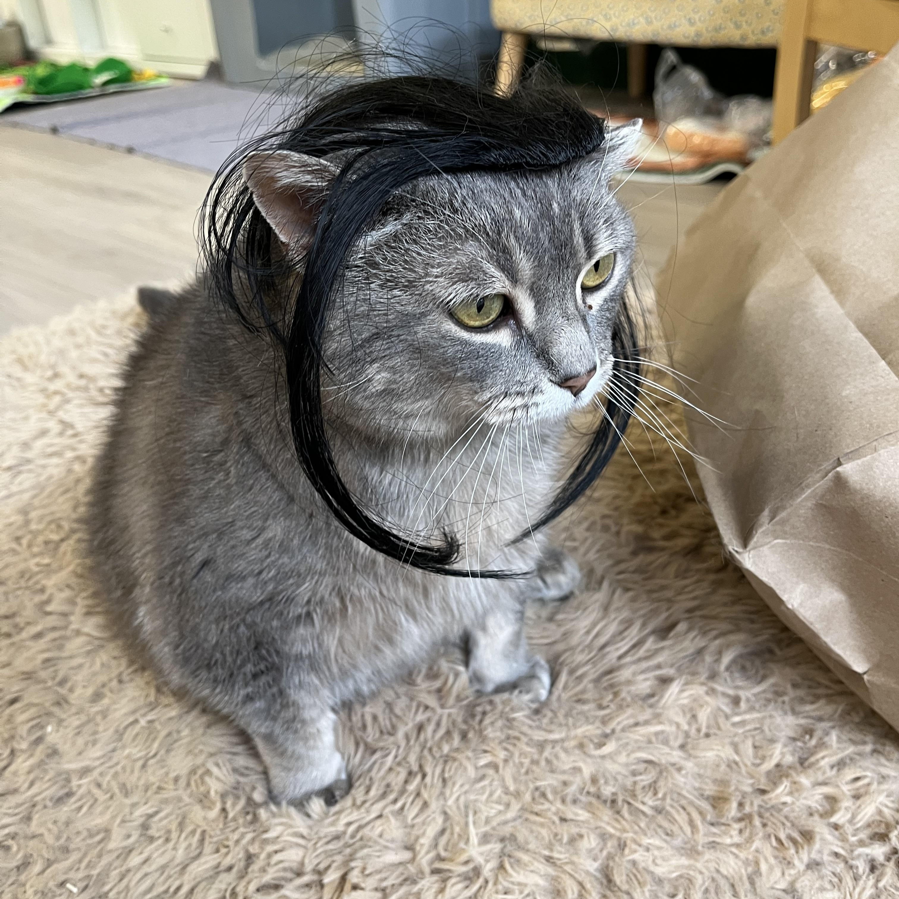 Pickle, a ADOPTABLE Domestic Short Hair in Ottawa, ON image 1/5