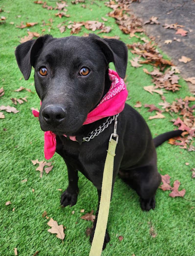 Raisen, a ADOPTABLE mixed breed in Pelzer, SC image 2/4