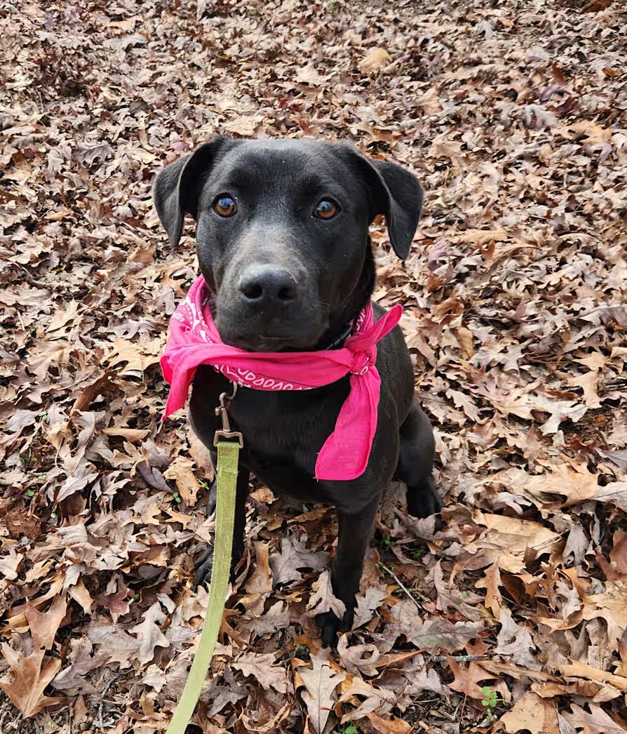 Raisen, ADOPTABLE, Adult Female Labrador Retriever & Australian Cattle Dog / Blue Heeler.
