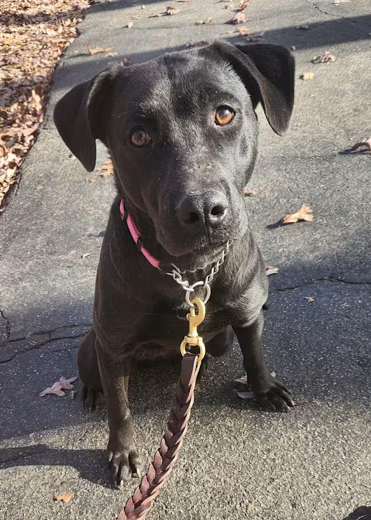Raisen, a ADOPTABLE mixed breed in Pelzer, SC image 3/4