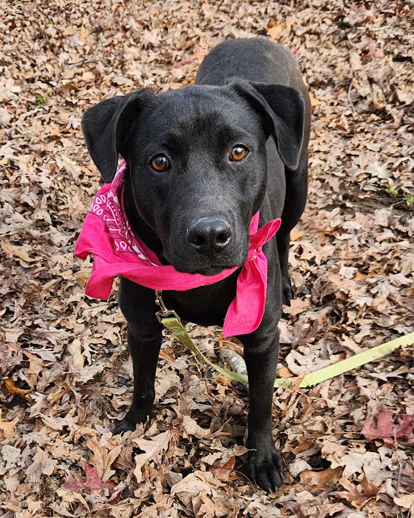 Raisen, a ADOPTABLE mixed breed in Pelzer, SC image 4/4