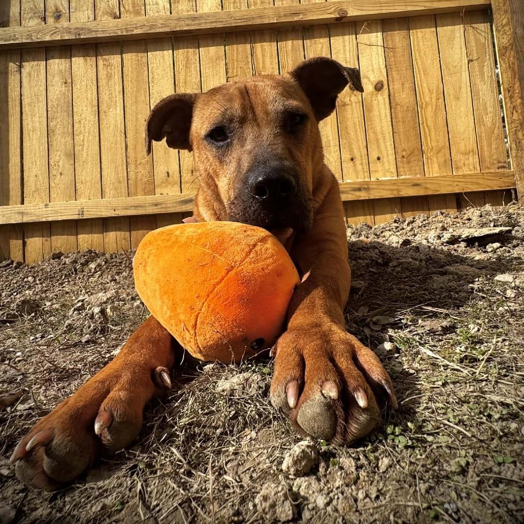 Enlarge Raisen, a Adoptable Hound in Parrish, AL image 1/6