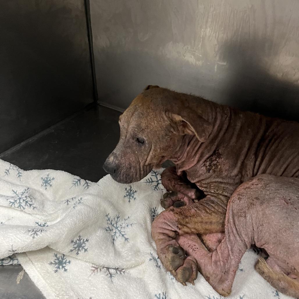 Enlarge Raisen, a Adoptable Hound in Parrish, AL image 2/6