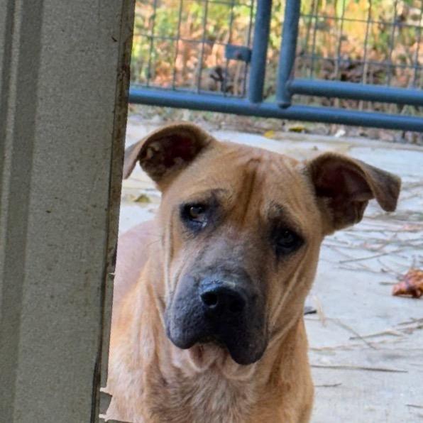 Enlarge Raisen, a Adoptable Hound in Parrish, AL image 3/6