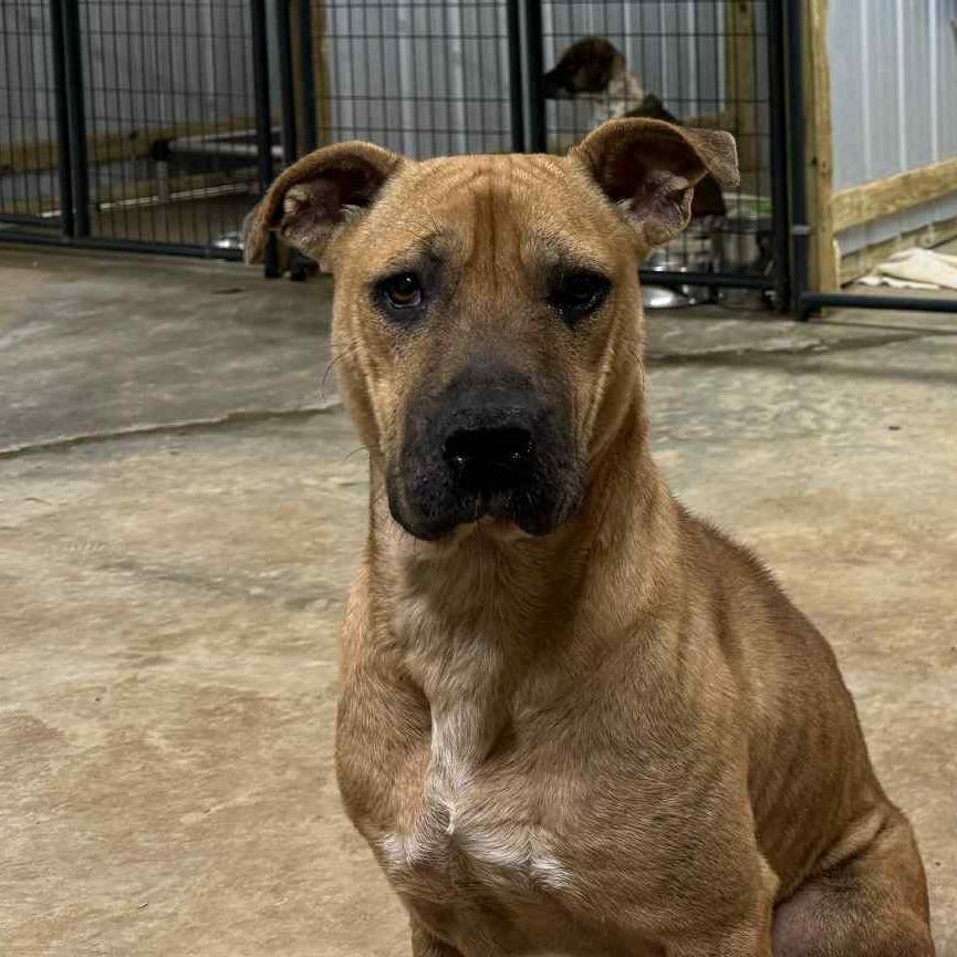 Enlarge Raisen, a Adoptable Hound in Parrish, AL image 4/6