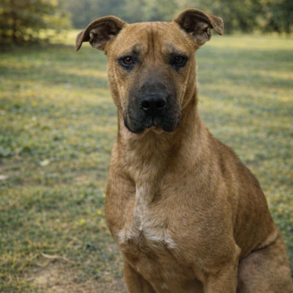 Enlarge Raisen, a Adoptable Hound in Parrish, AL image 5/6