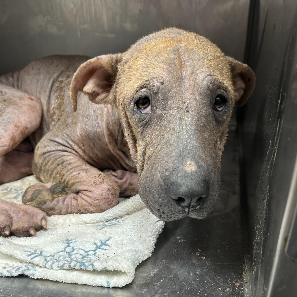 Enlarge Raisen, a Adoptable Hound in Parrish, AL image 6/6