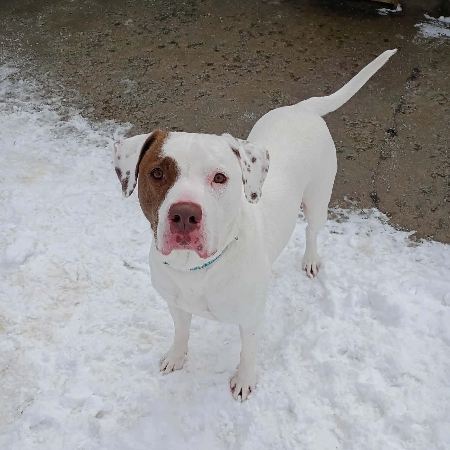 Bo, Adoptable, Adult Male Pit Bull Terrier.