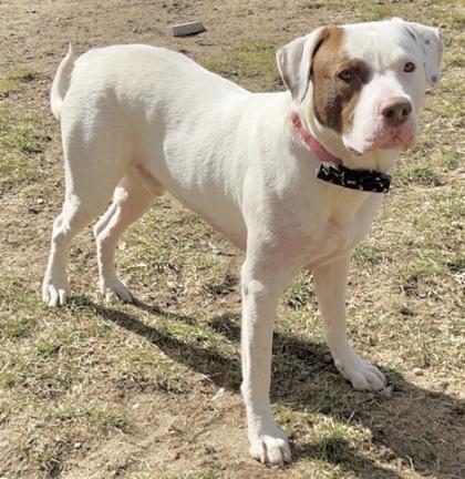 Enlarge Bo, a Adoptable Pit Bull Terrier in Lincoln, MI image 1/1