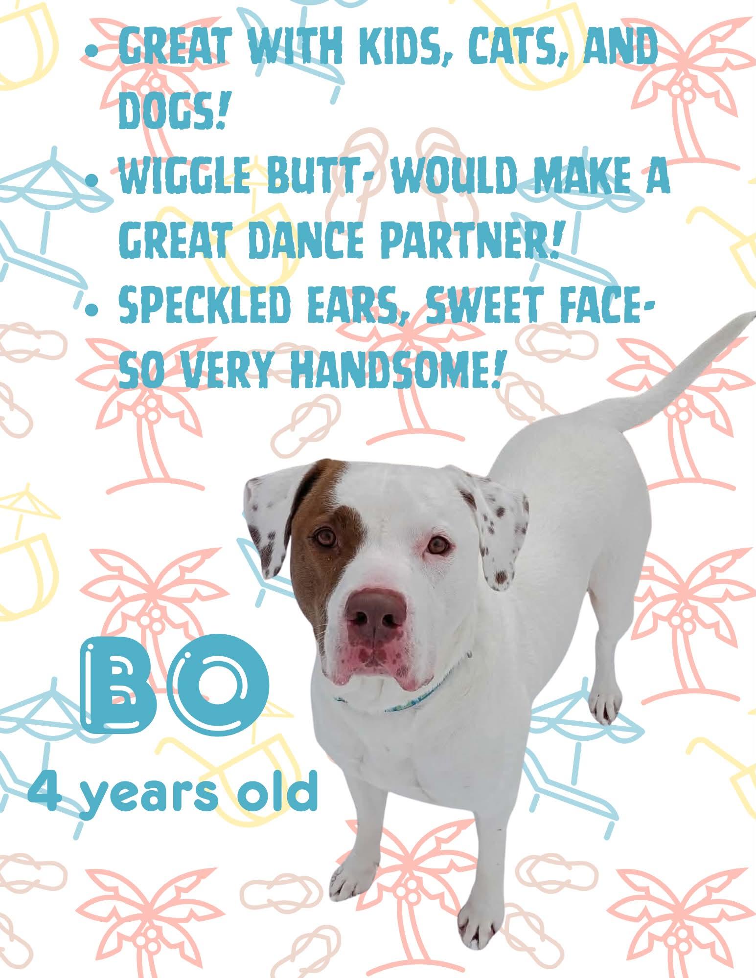 Bo, Adoptable, Adult Male Pit Bull Terrier.