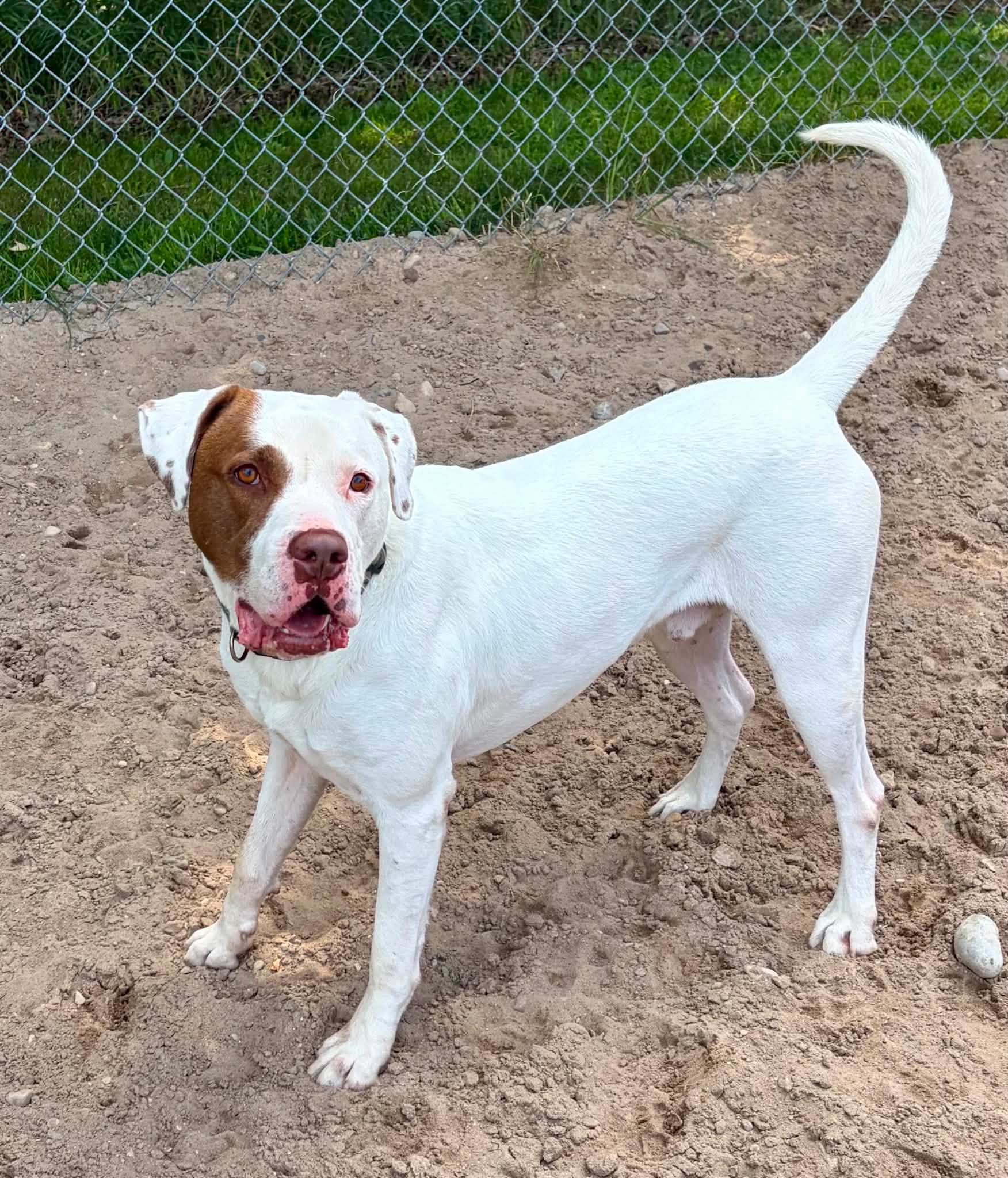 Bo, Adoptable, Adult Male Pit Bull Terrier & Labrador Retriever.