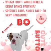 Enlarge Bo, a Adoptable Pit Bull Terrier in Lincoln, MI image 1/3