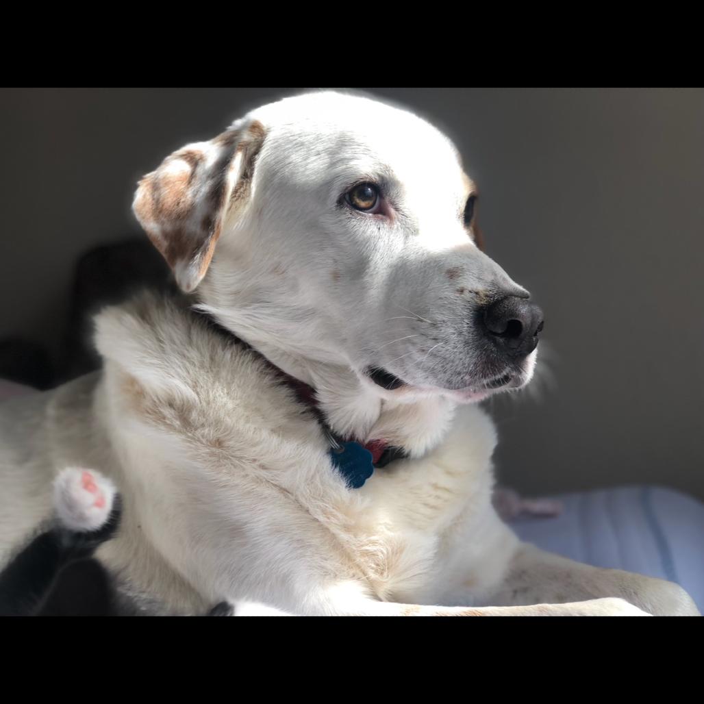 Enlarge King, a Adoptable mixed breed in Beaumont, TX image 1/5