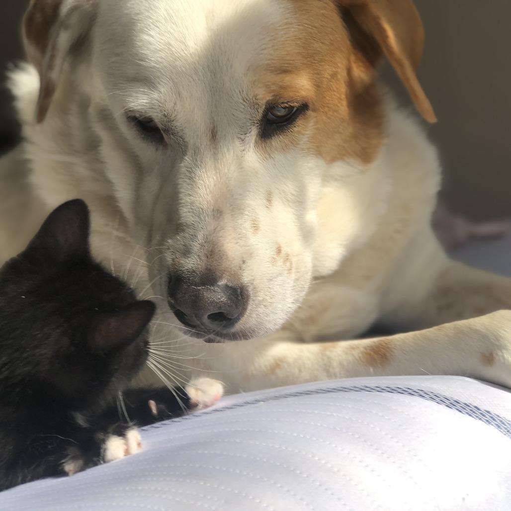 Enlarge King, a Adoptable mixed breed in Beaumont, TX image 2/5