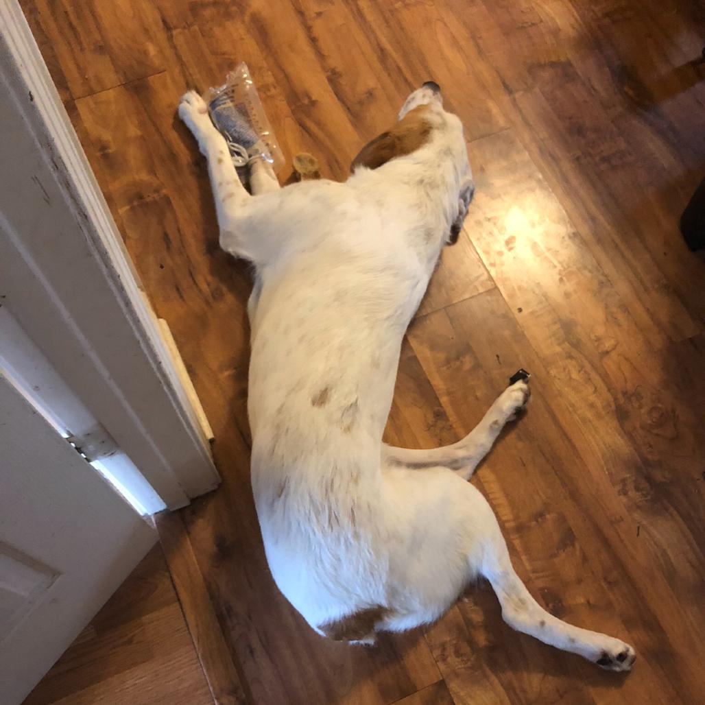 Enlarge King, a Adoptable mixed breed in Beaumont, TX image 3/5