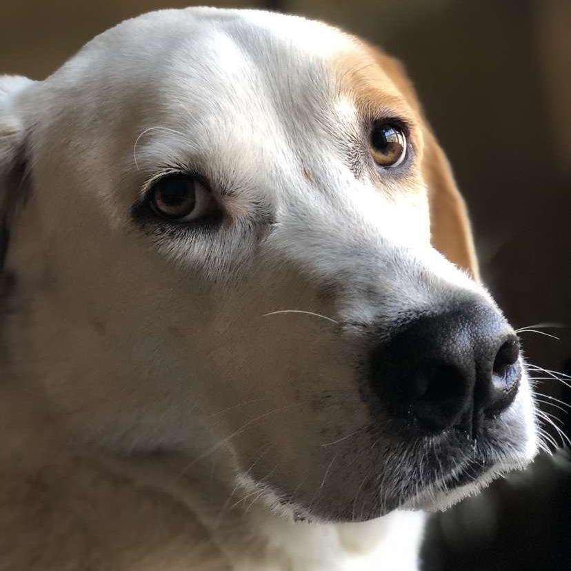 Enlarge King, a Adoptable mixed breed in Beaumont, TX image 4/5