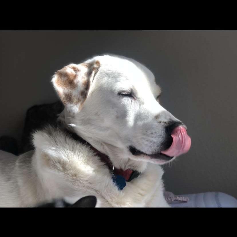 Enlarge King, a Adoptable mixed breed in Beaumont, TX image 5/5