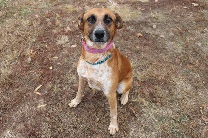 Jebediah, Adoptable, Adult Male Mixed Breed & Mixed Breed.