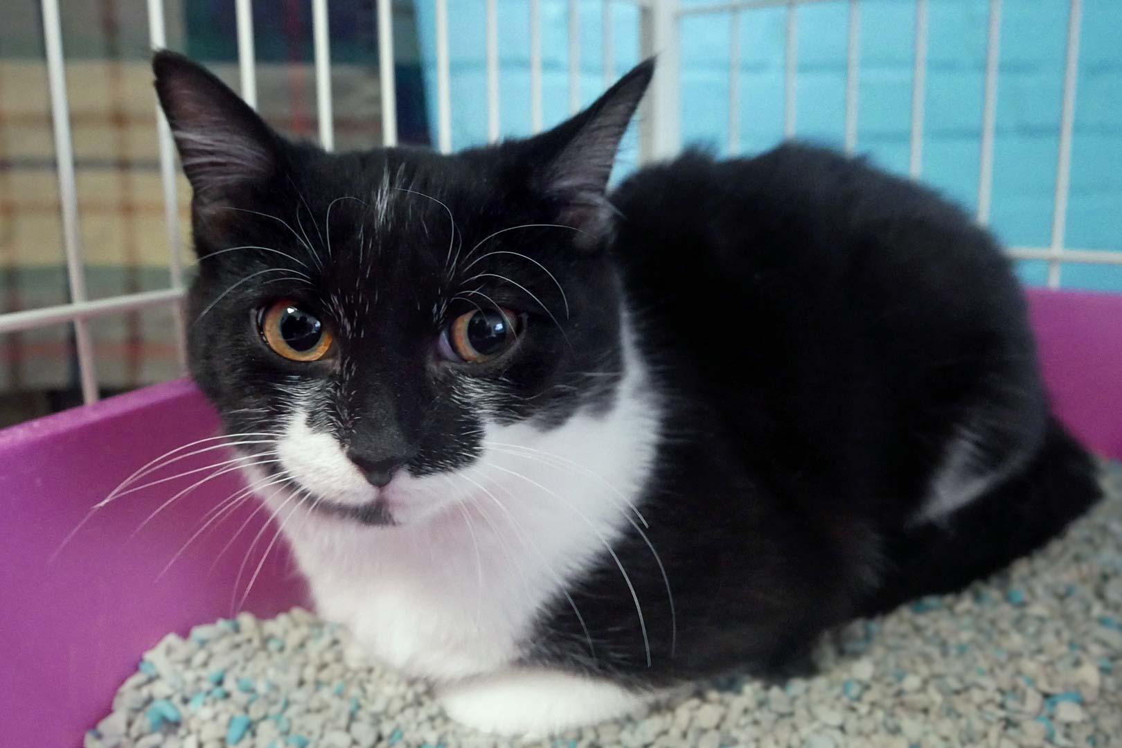 Clover, an adopted mixed breed in Bloomingdale, NJ image 2/2