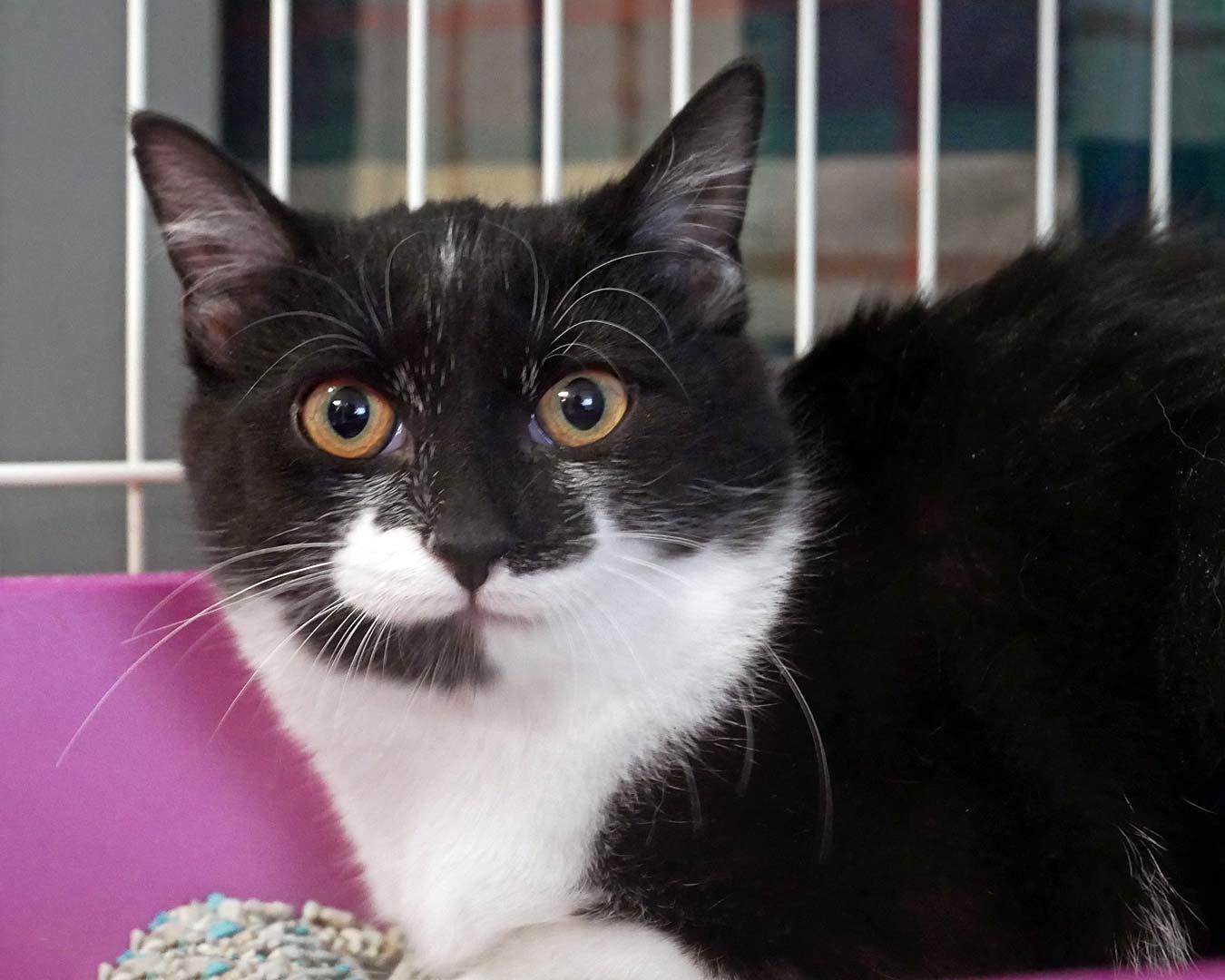 Clover, adopted, Young Female Tuxedo.