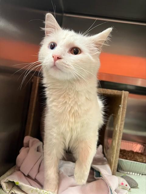 Enlarge A795922, a Adoptable Domestic Long Hair in Louisville, KY image 1/1