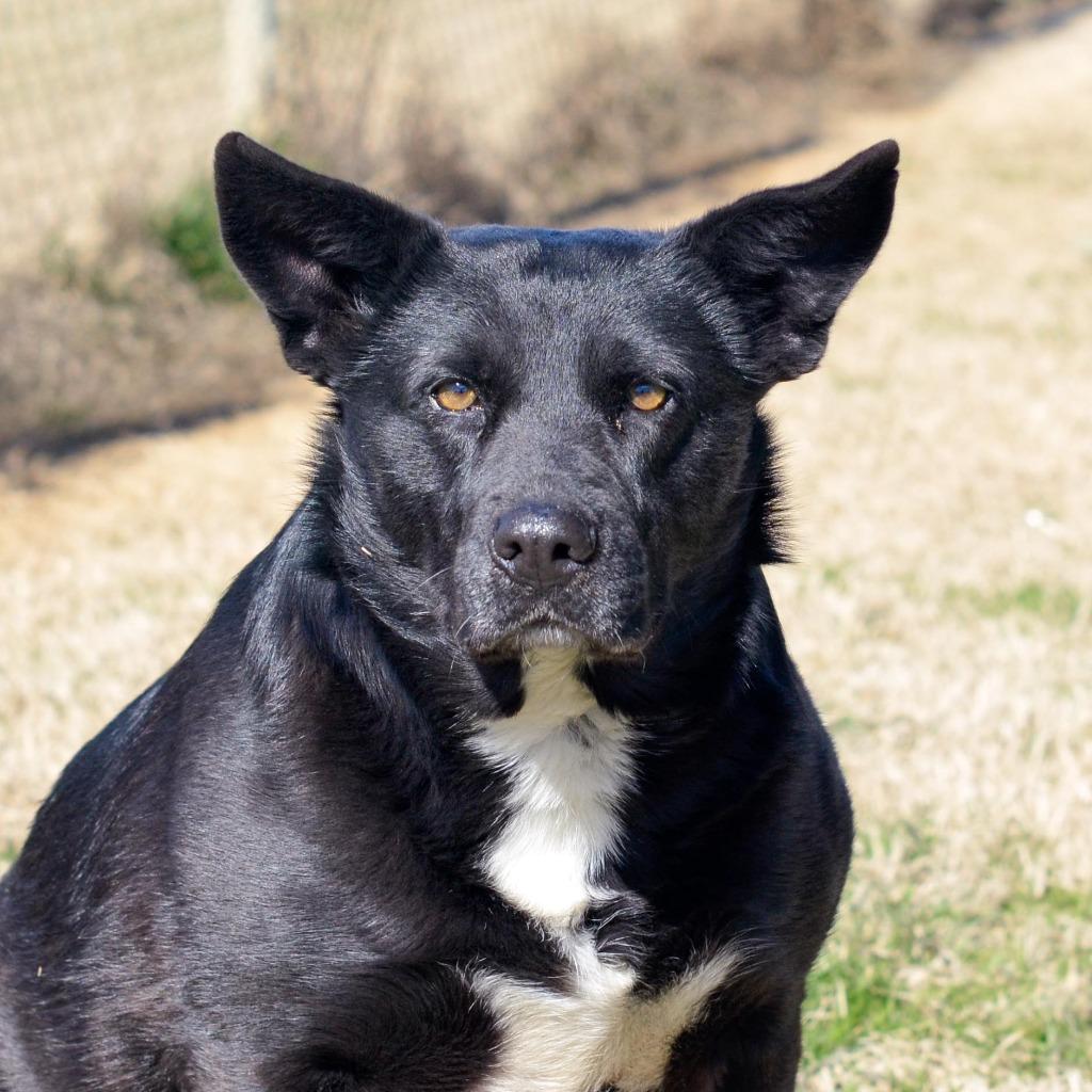 Enlarge HOLLY, a Adoptable Shepherd in Quinlan, TX image 1/6