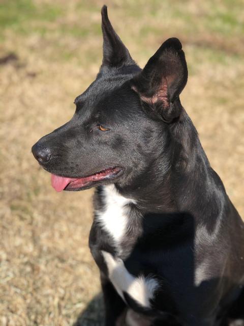 Enlarge HOLLY, a Adoptable Shepherd in Quinlan, TX image 2/6