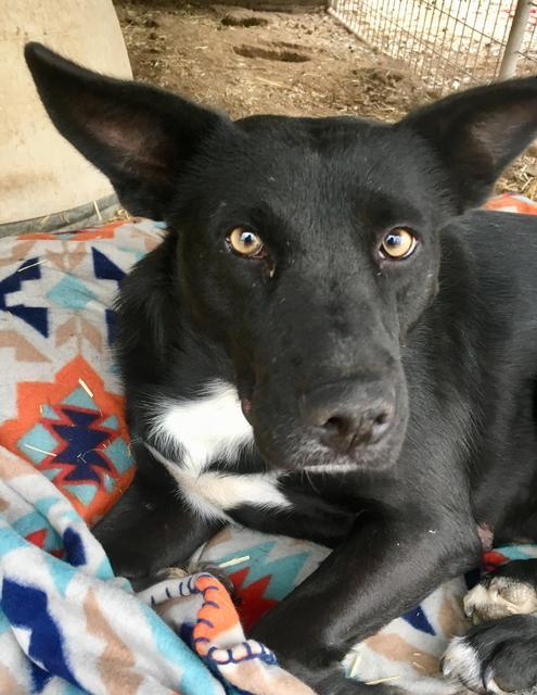 Enlarge HOLLY, a Adoptable Shepherd in Quinlan, TX image 4/6