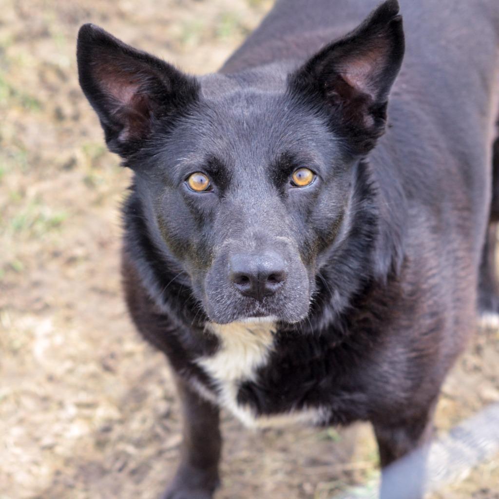 Enlarge HOLLY, a Adoptable Shepherd in Quinlan, TX image 6/6